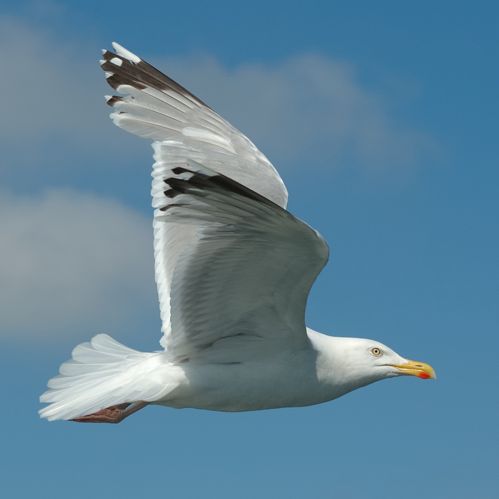 Goéland argenté